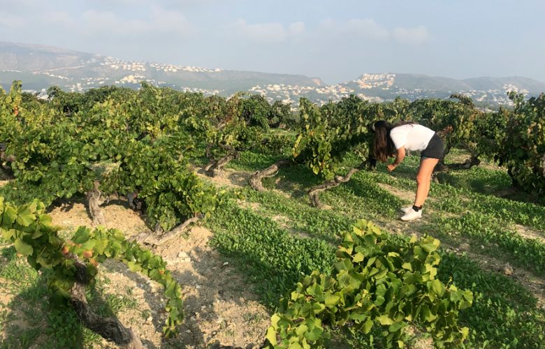 Una mostra dels vins valencians.